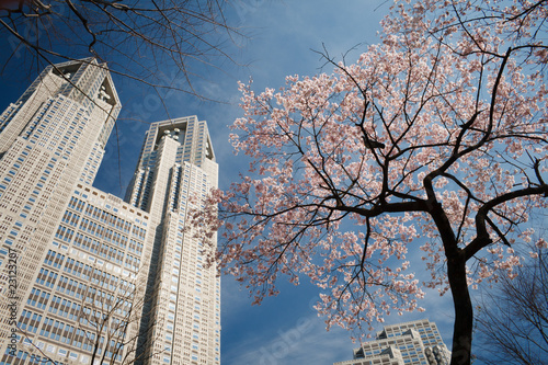 Photography Cherry Tokyo Spring