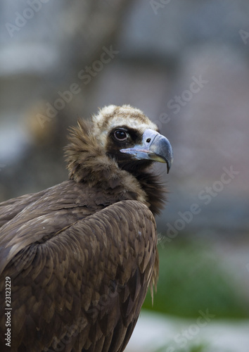 black vulture close up