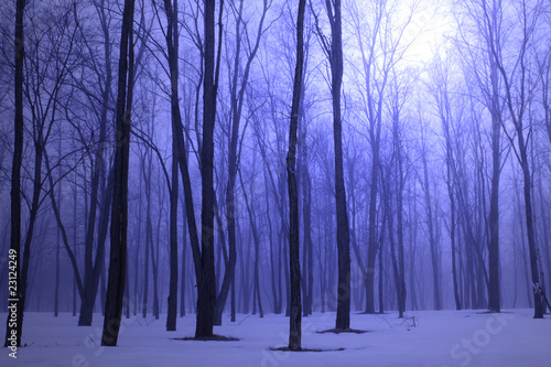 Foggy Blue Winter Forest