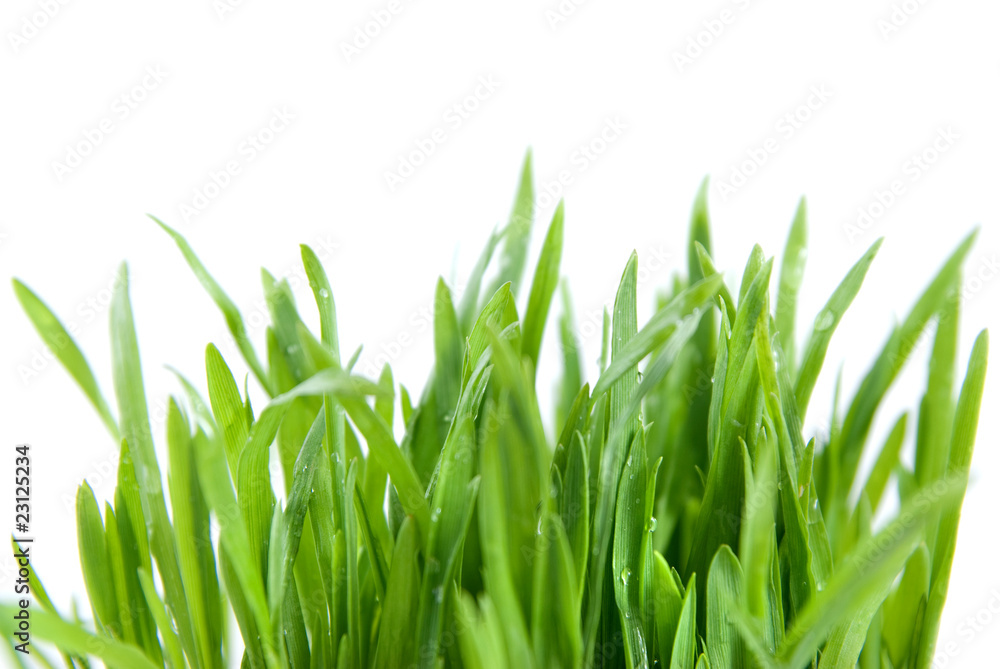 green grass isolated on white green grass isolated on white