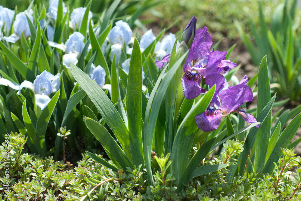 flowers in the garden flowers in the garden