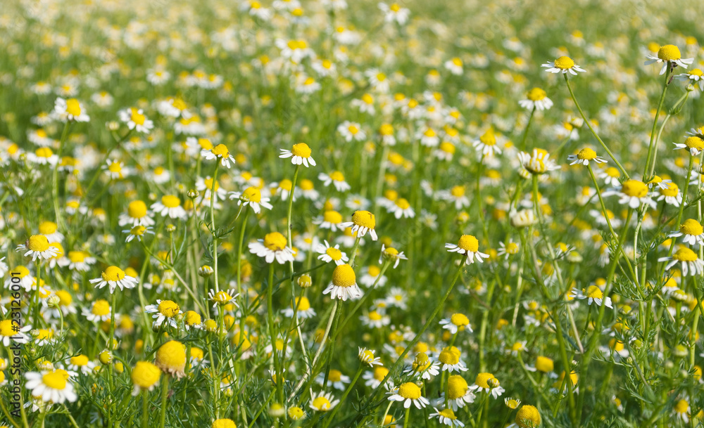 medical camomile medical camomile