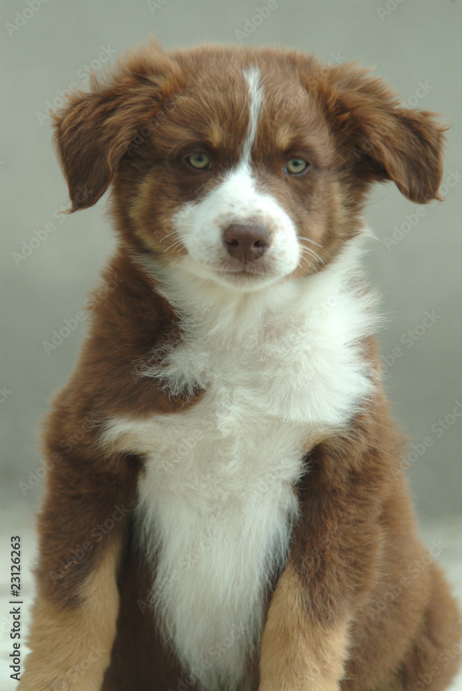 AUSTRALIAN SHEPHERD AUSTRALIAN SHEPHERD