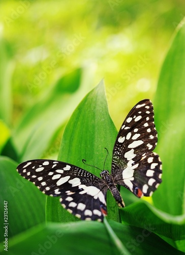 Beautiful butterfly on a green leaf #23126447