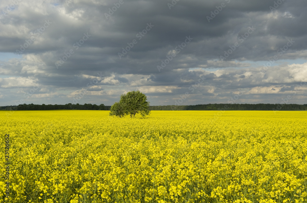 Tree on the field of canola.
