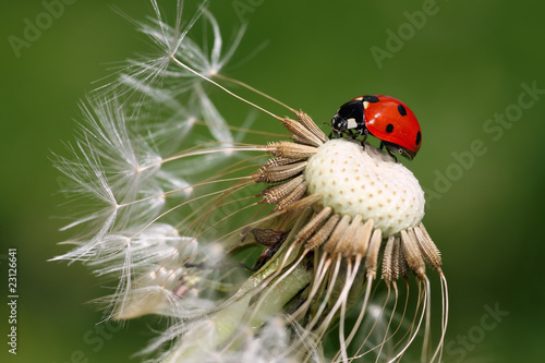 Ladybird (coccinellidae)