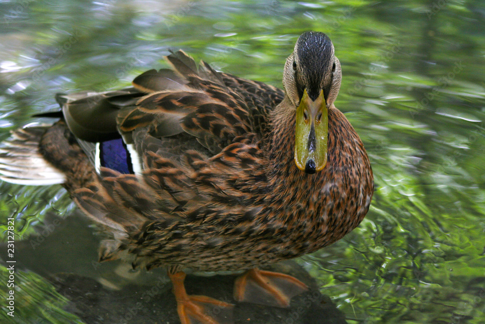 Obraz premium anatra