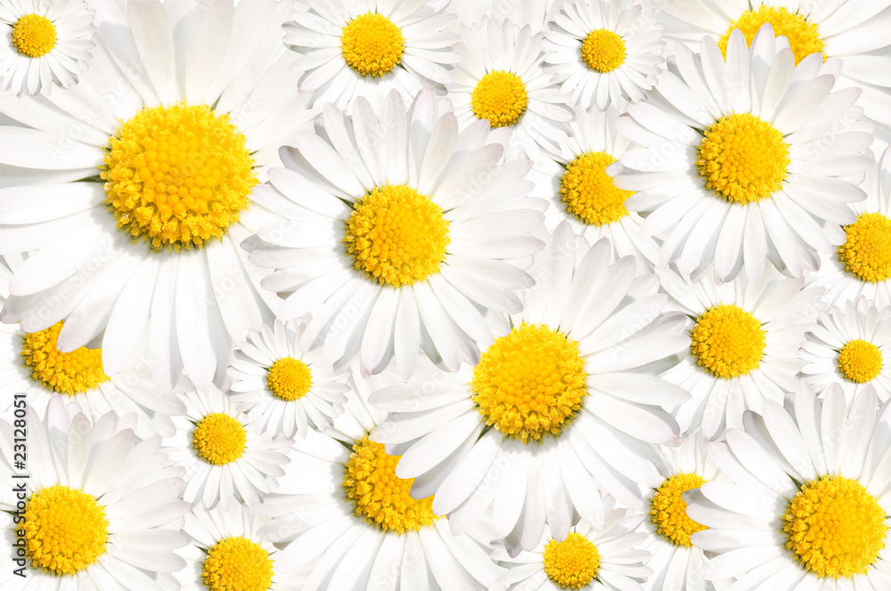 Obraz premium Daisy background