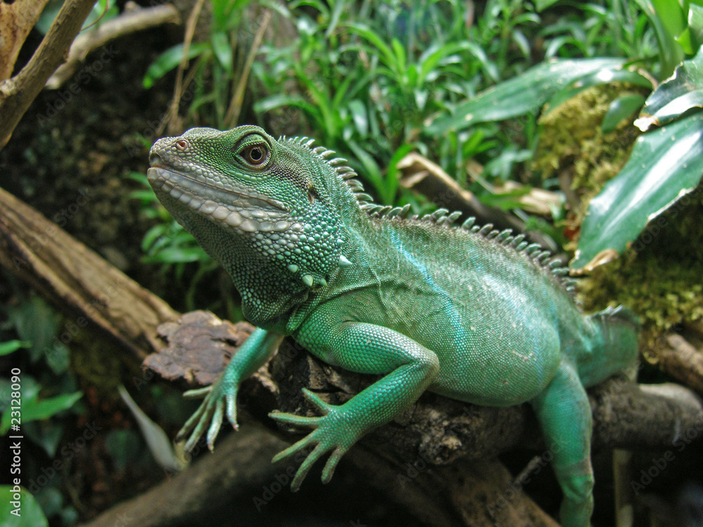 Fototapeta premium grüne wasser agame leguan