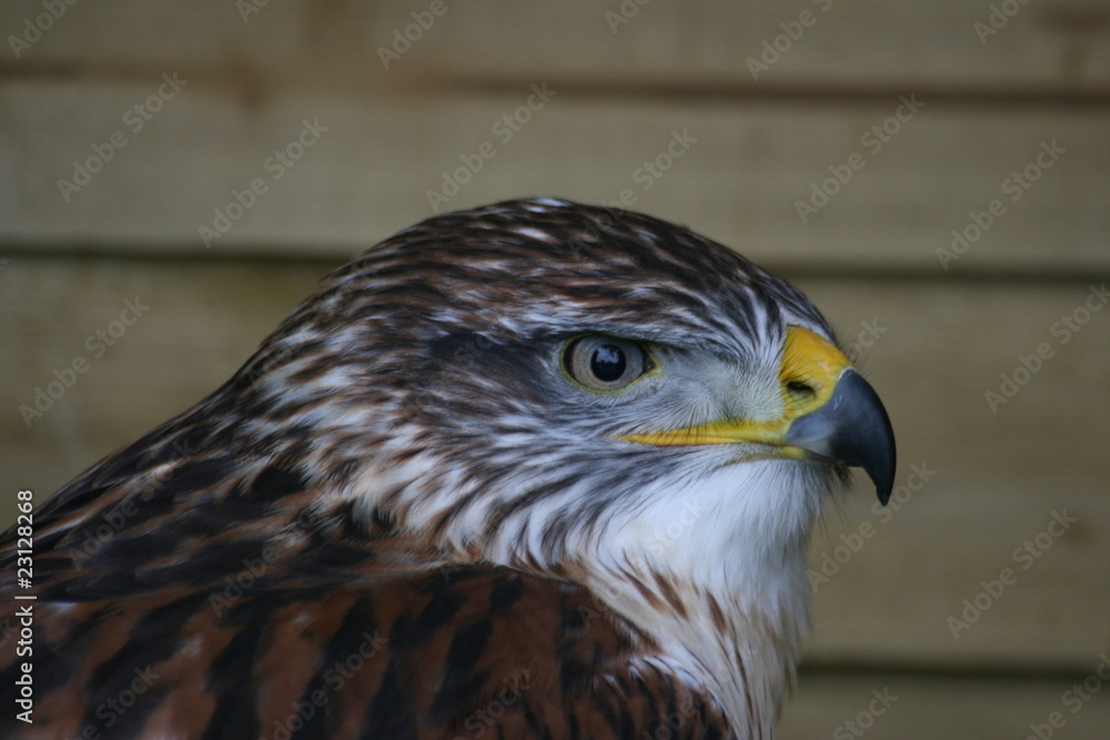 Naklejka premium falcon