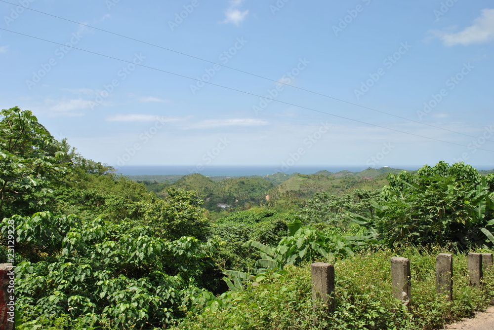 Fototapeta premium Forest and sea