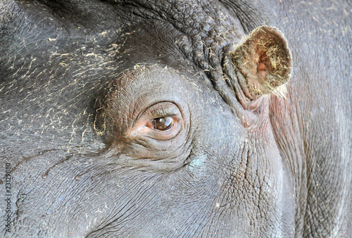 Tablou canvas hippopotamus eye and ear
