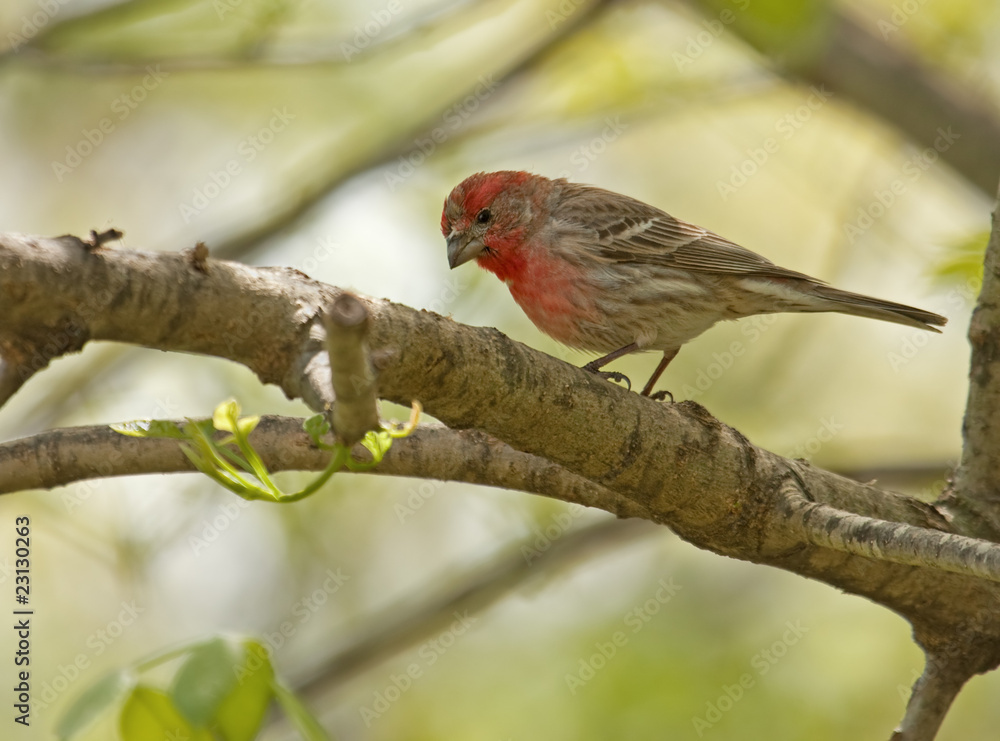 House Finch.Carpodacus mexicanus House Finch.Carpodacus mexicanus