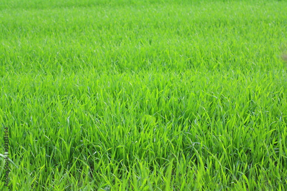 Young wheat growing in the fields