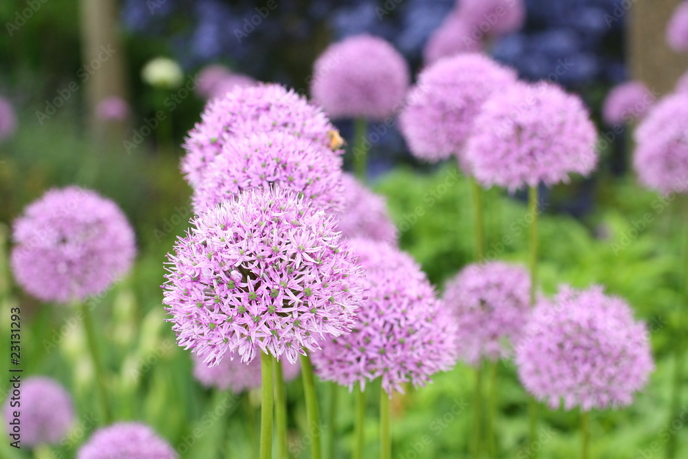 Beautiful blooming spring flowers Beautiful blooming spring flowers