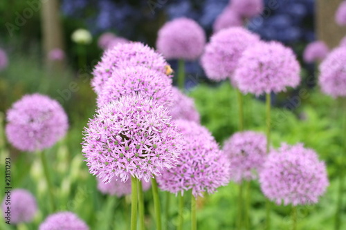 Beautiful blooming spring flowers