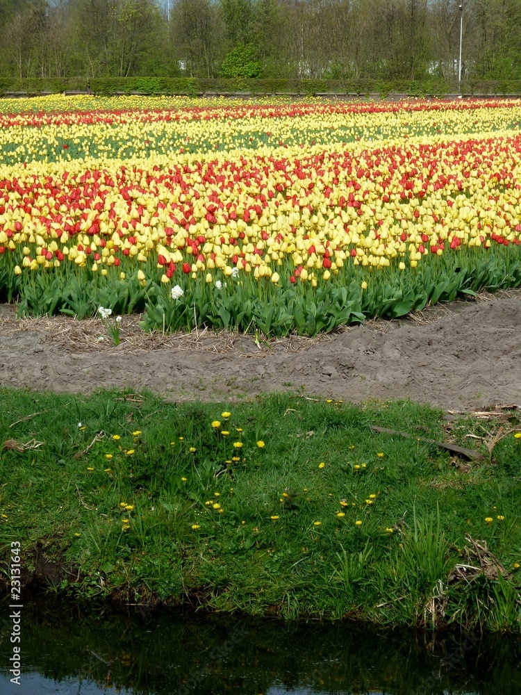 champs de fleurs champs de fleurs