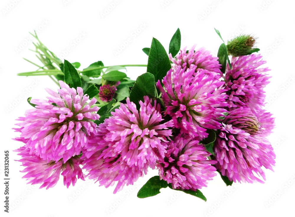 pink clover flowers trefoil isolated on white pink clover flowers trefoil isolated on white