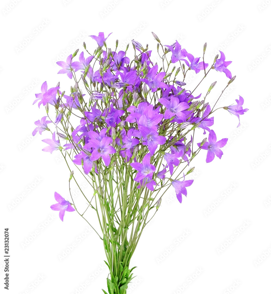Fototapeta premium bunch of bell flowers