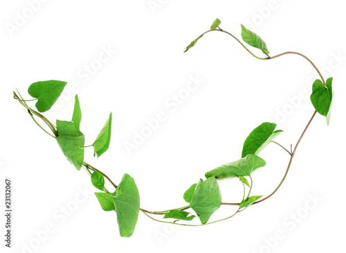 liana plant - bindweed photo