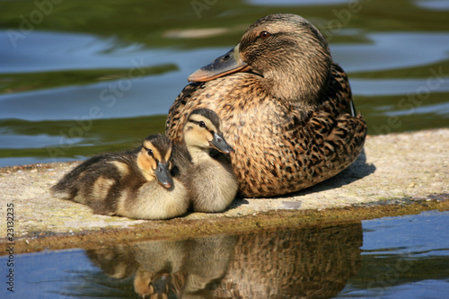 proud mother duck with two ducklings