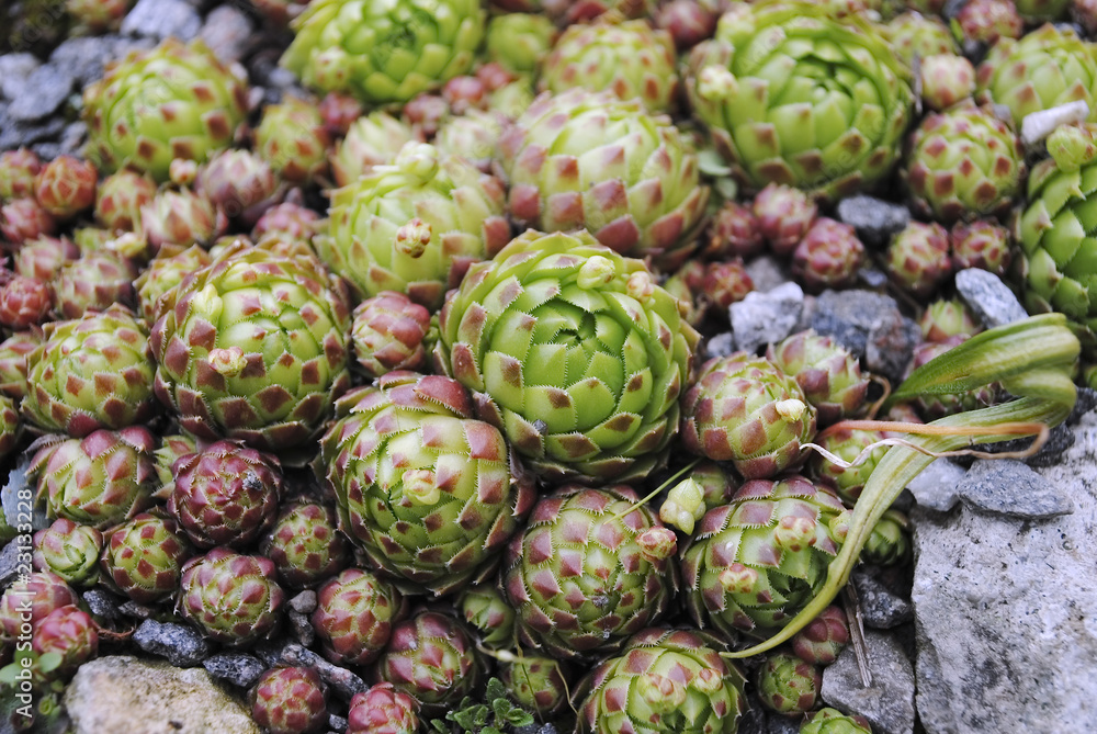 Fototapeta premium Saxifrage (Saxifraga)