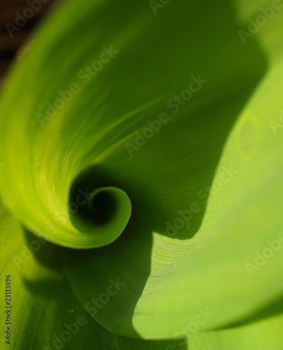 Leaf of Convallaria majalis