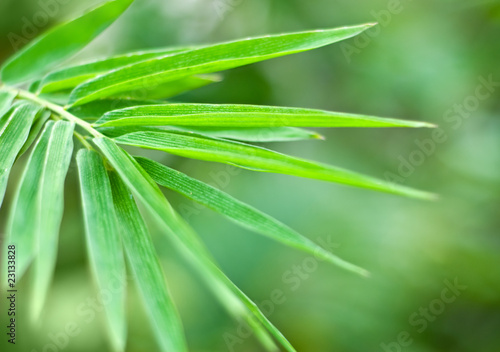 bamboo leaf