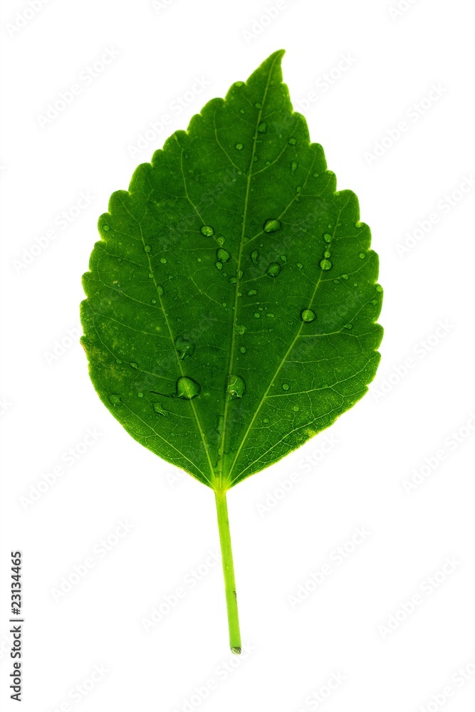Leaf Leaf