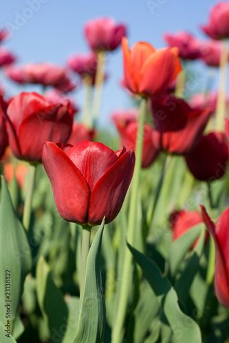 Beautiful spring flowers tulip