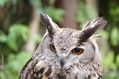 eagle owl portrait