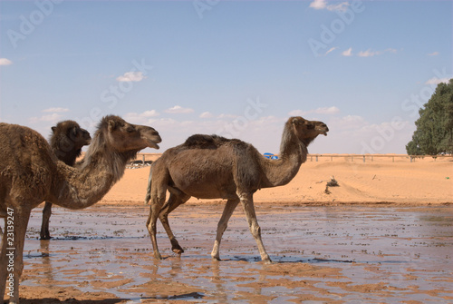 Wasserstelle in der Sahara