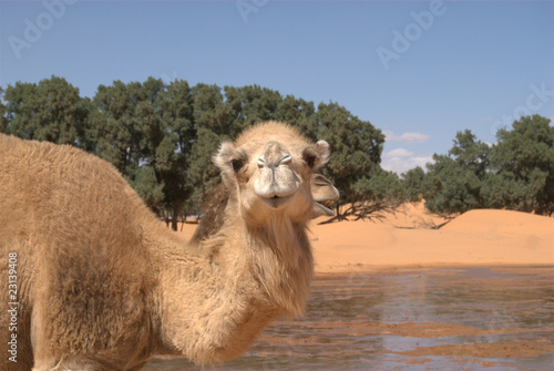 Kamel an der Wasserstelle