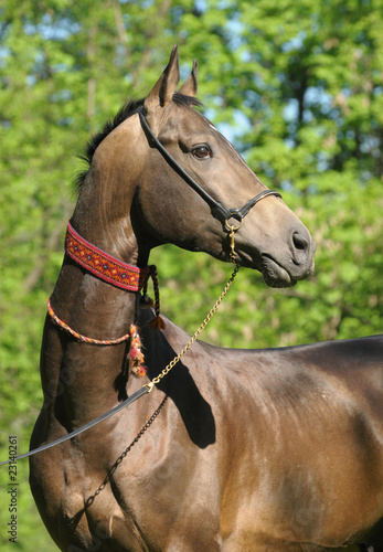 Canvas Print Portrait of akhal-teke stallion