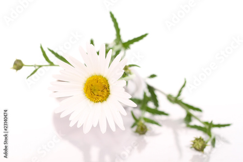 Fototapeta Naklejka Na Ścianę i Meble -  Margarite