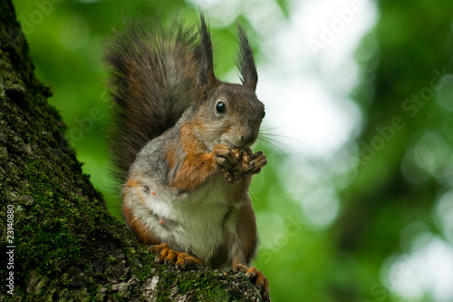 Squirrel