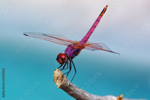 Brilliantly colored dragonfly perched on a twig