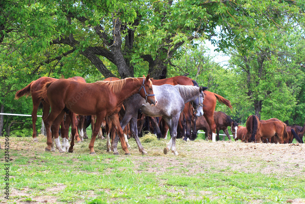 Young horses on the farm