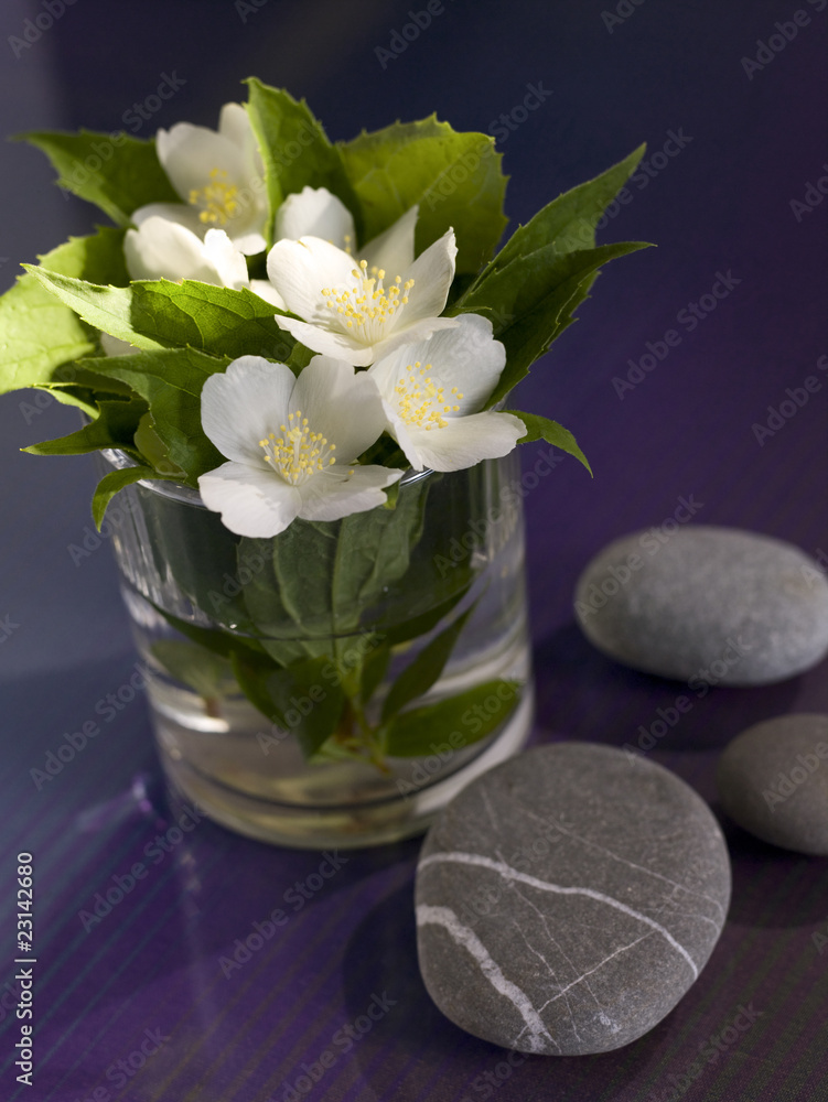 Jasmin flowers in the glass over blue background Jasmin flowers in the glass over blue background