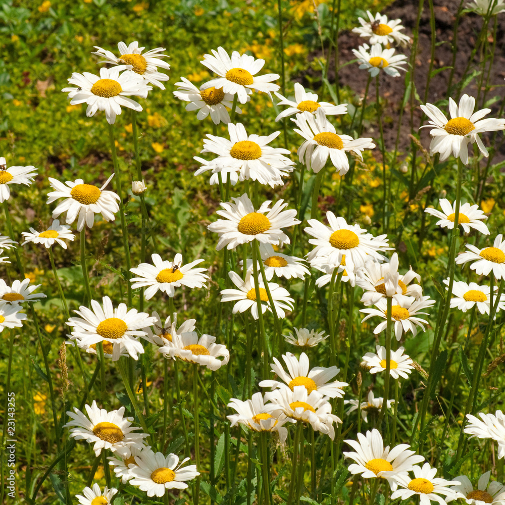 Fototapeta premium white daisy