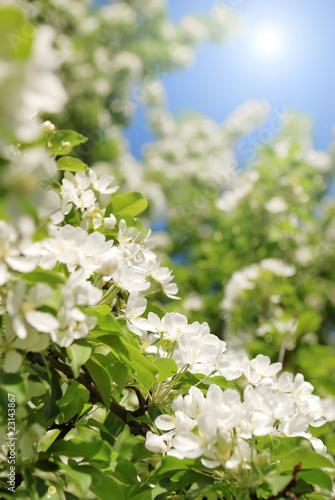 Apple blossom