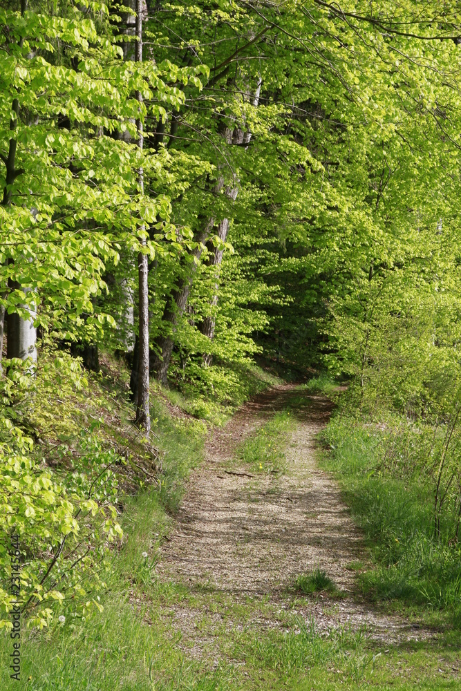 Fototapeta premium Waldweg