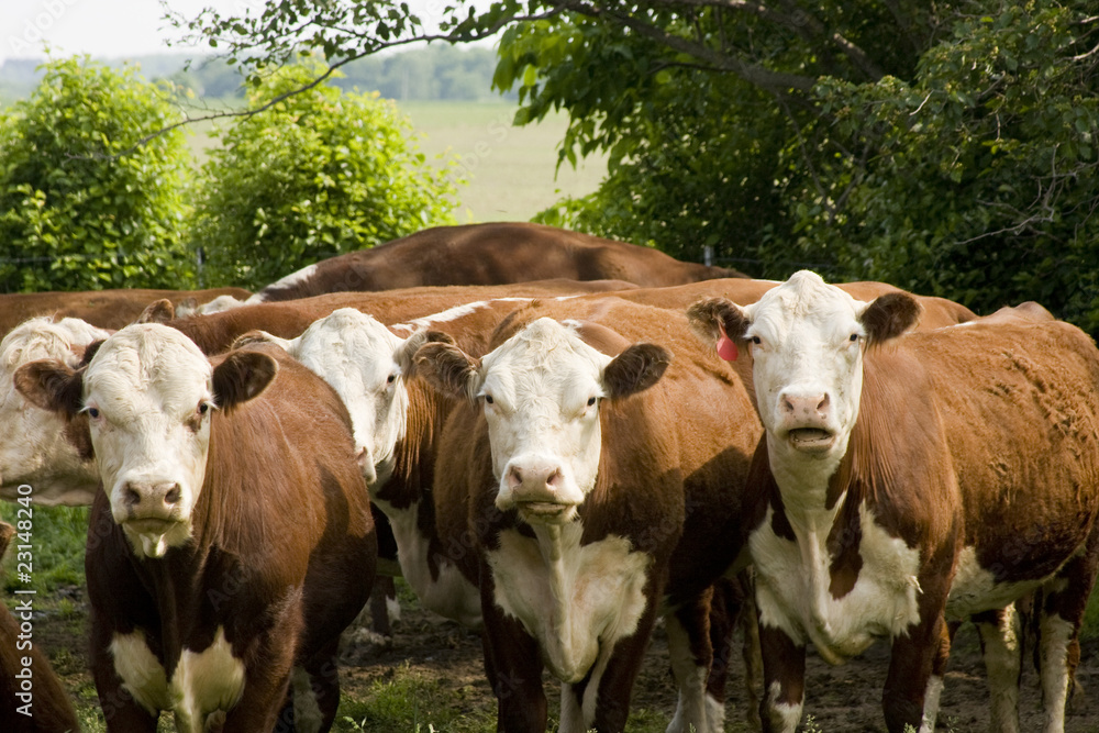 purebred hereford cattle herd