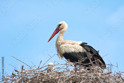 white stork on the nest / Ciconia ciconia