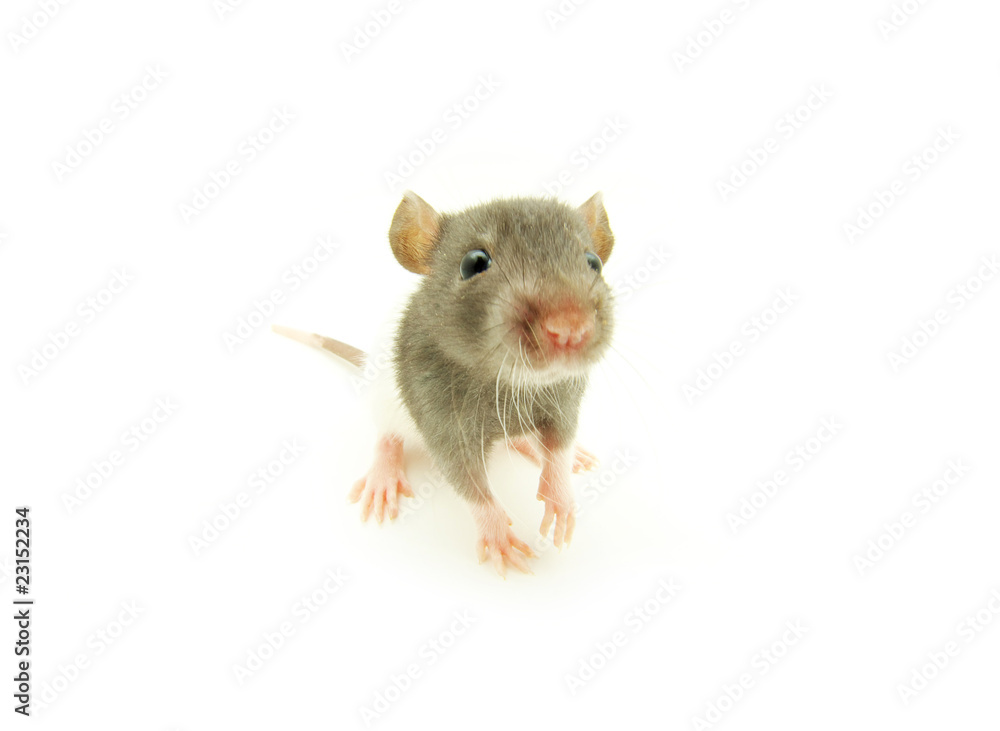 rat rat