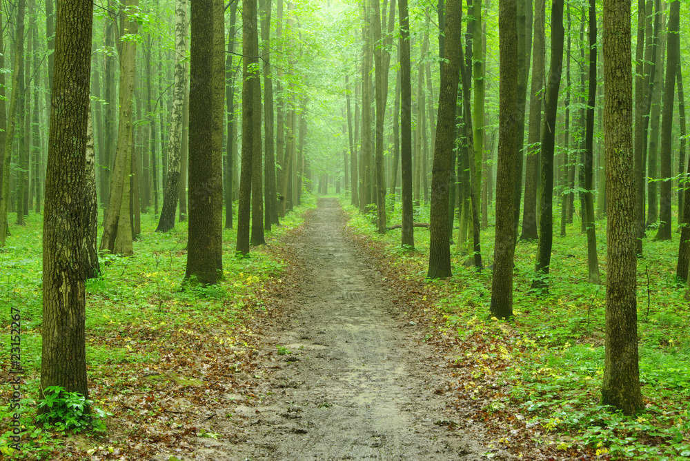 Obraz premium forest