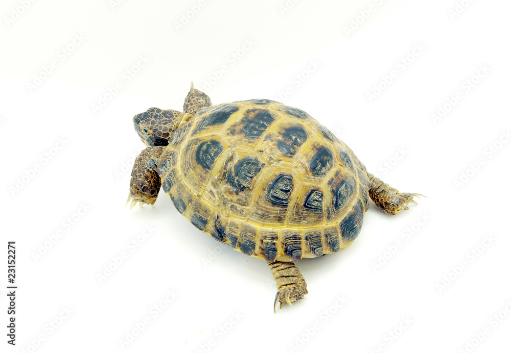 Obraz premium turtle