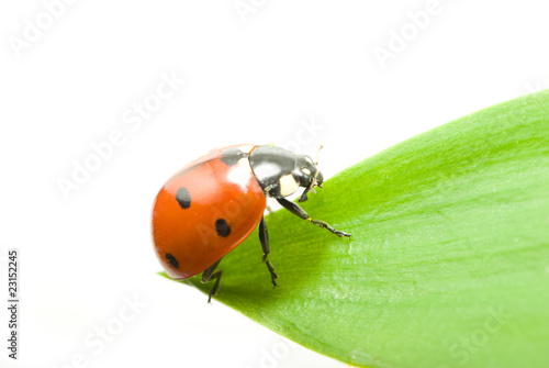 ladybug © Pakhnyushchyy