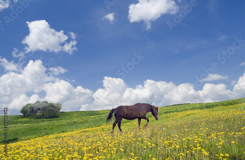 Horse, sky and meadow