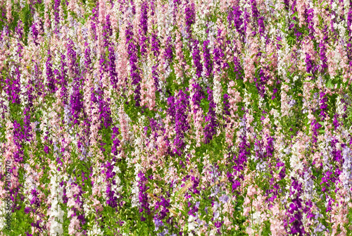 Delfinium flowers